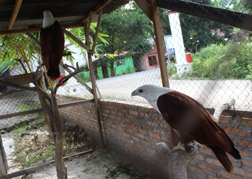 The Two Confiscated Birds in Stabat Released Back in the Wild (December 20, 2016)